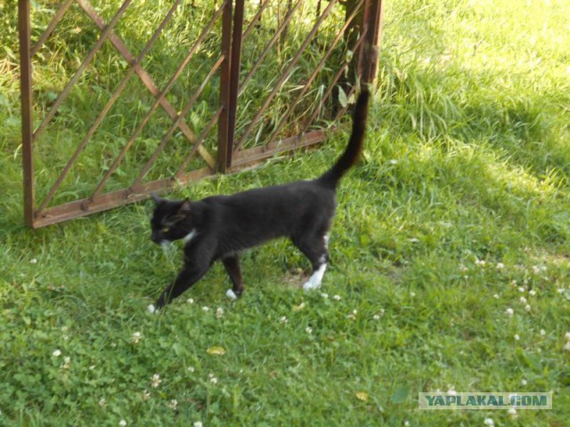 Жизнь домашнего приюта для котеек 174