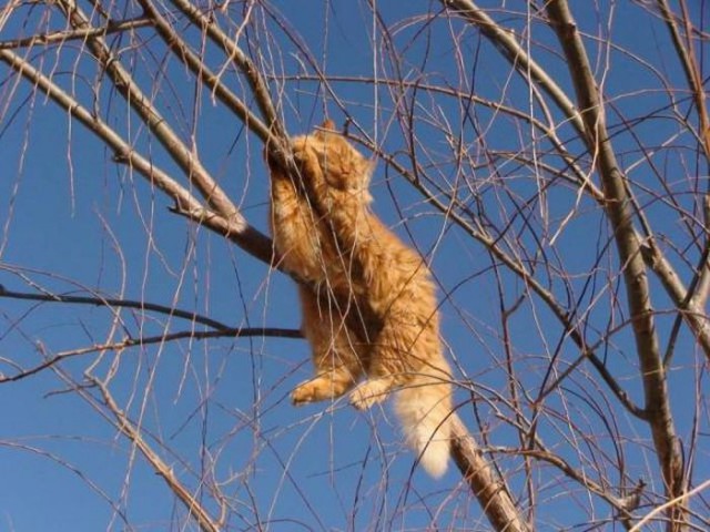 Коты и Кошки