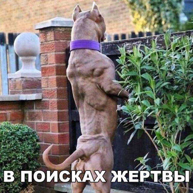 Подборка забавных животных