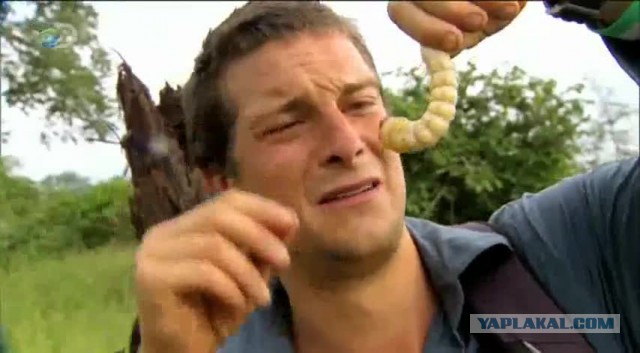 Самый большой жук в мире