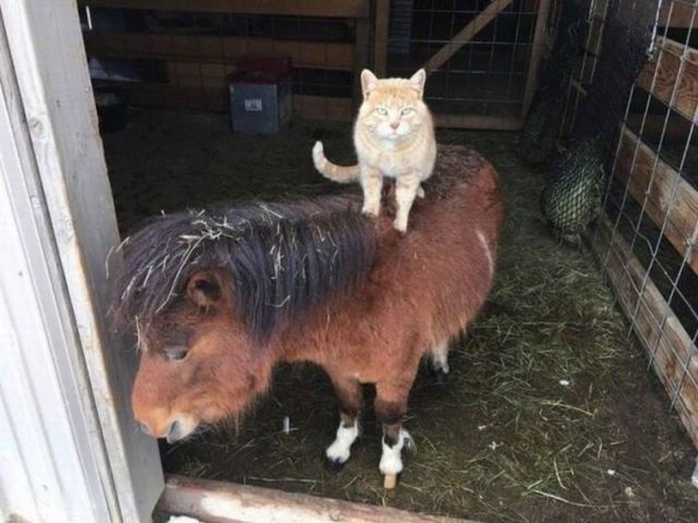 Коты и Кошки