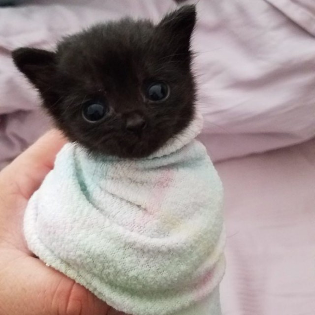 Коты и Кошки