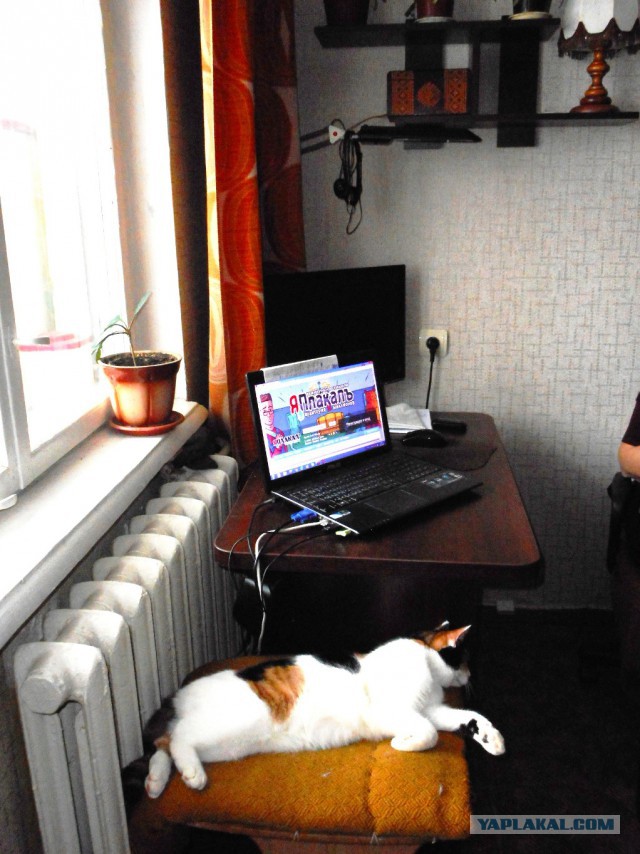 Котовторник  23.01.2018
