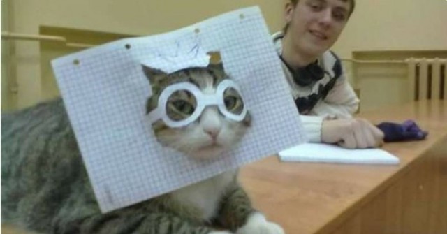 Прикольных котов пост