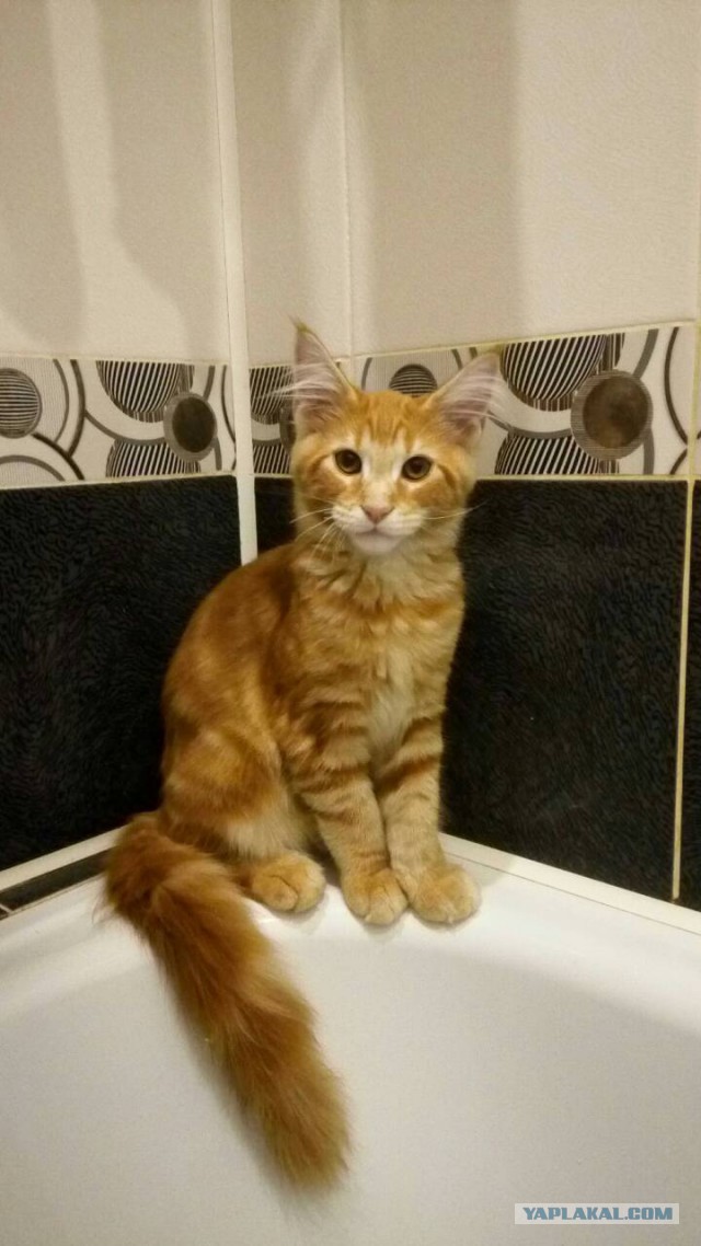 Котовторник  13.02.2018