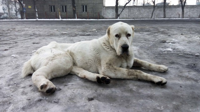 Чуткий нос в собакочетверг