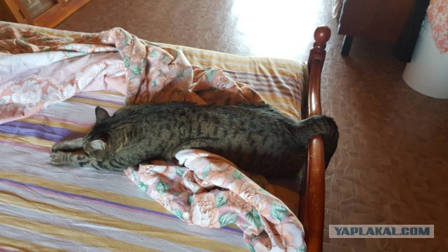 Крепкий сон