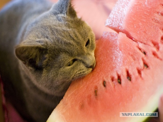 Кот без прикрас