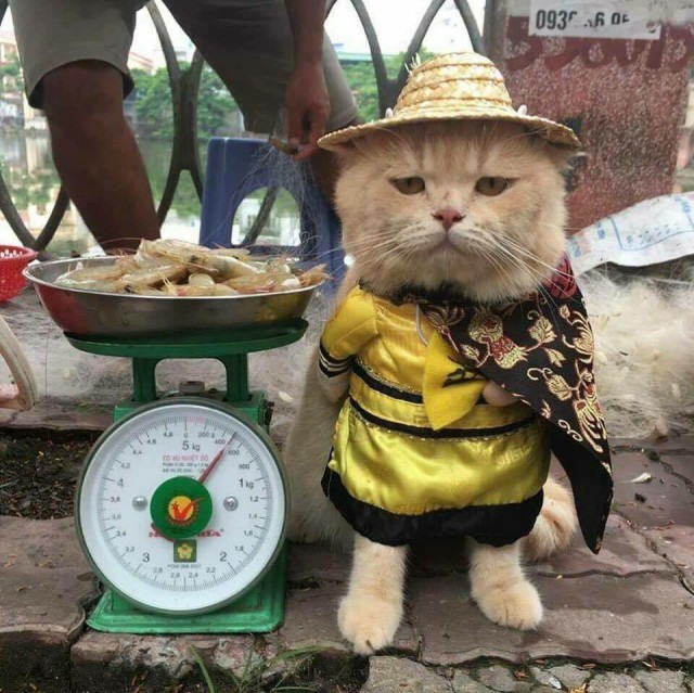 Прикольных котов пост