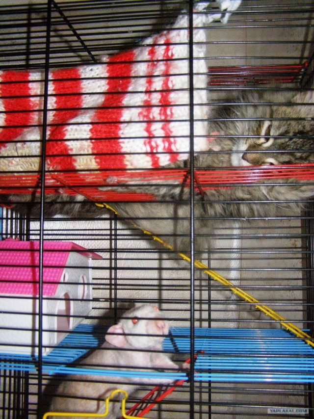 Котовторник (06.01)