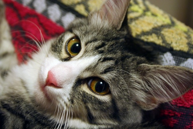 Котовторник (02.06.2009)