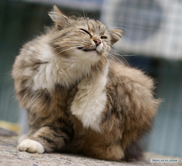 It's Catursday Fever! (Котовторник)