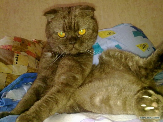 Котовторник  07.06.11