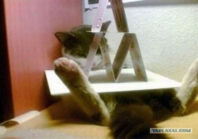 Супер-котофото на котовторник
