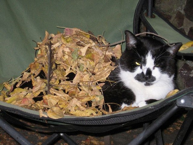 Котовторник! 11.10.11