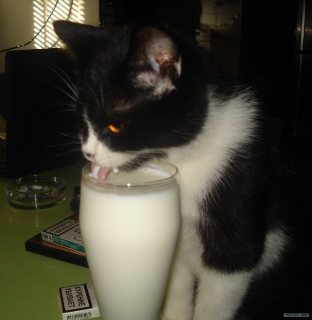 Котовторник! 08.11.11