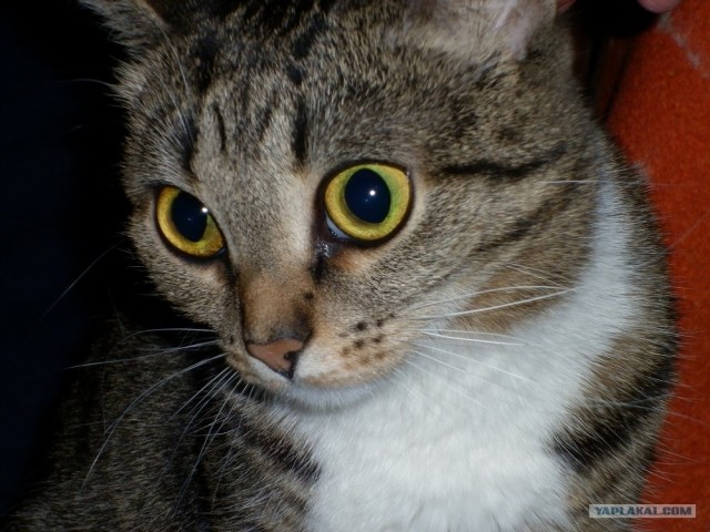 Котовторник (07.02.2012)