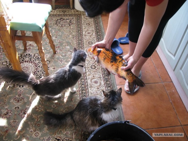 Котовторник (21.02.2012)