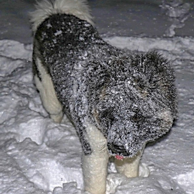 Живность из сети