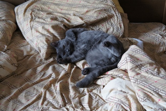 Котовторник  от 3.04.2012