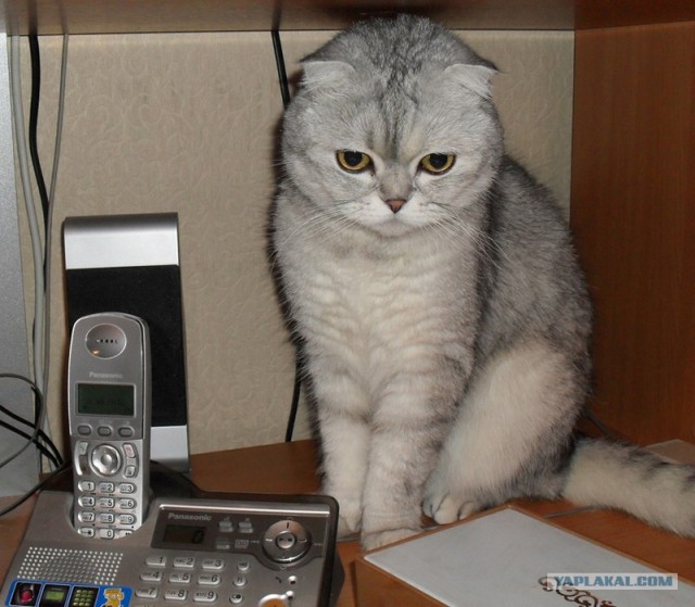 Котовторник 17.04.2012