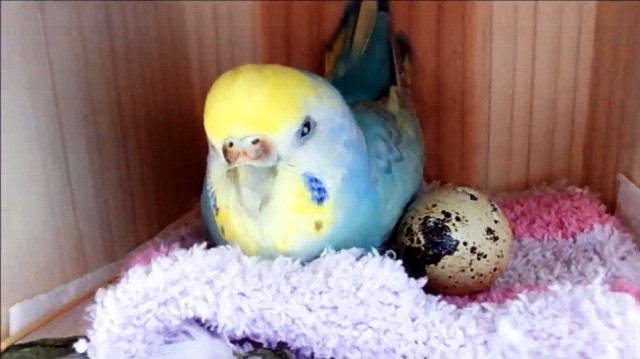 Живность из сети