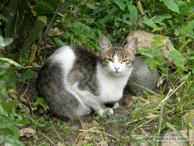Котовторник  14.08.2012.