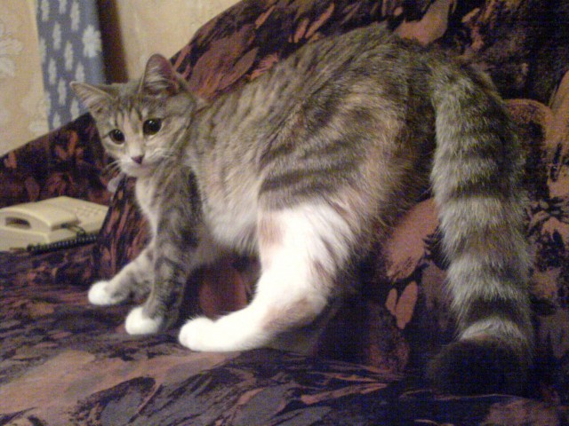 Котовторник  28.08.12