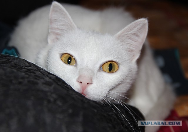 Тема про несчастного кота, в которой всем хорошим людям автор показывает сиськи!2