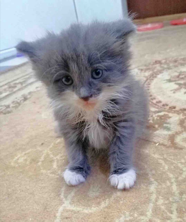 Забавные фото котеек