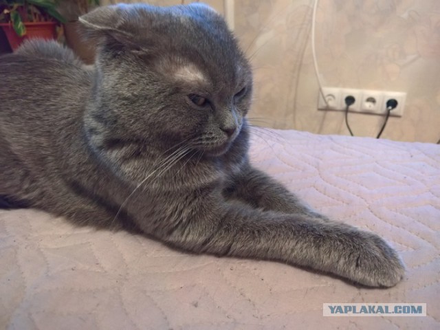 Картинки с котами и про котов