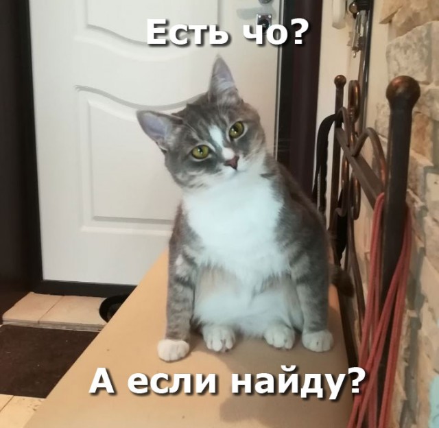 Если ищете себе котана – берите из приютов