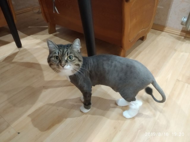 Забавные фото котеек