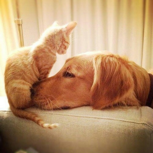 Уже не котовторник, но еще и не собакочетверг