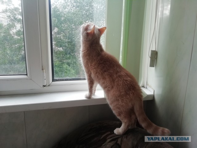 Когда же это все закончится?