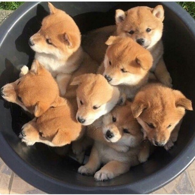 Живность из сети