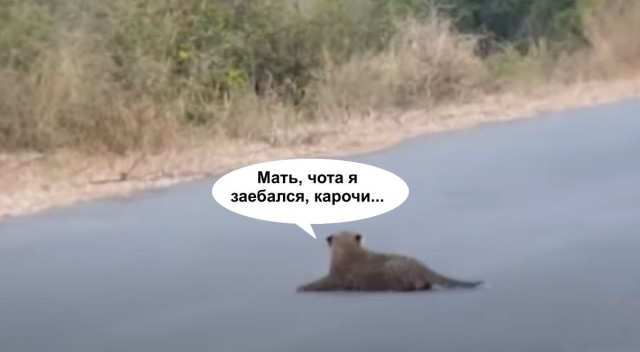 Самка леопарда переводит детей через дорогу. Парк Крюгера, ЮАР
