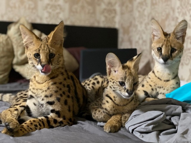 Эти забавные животные