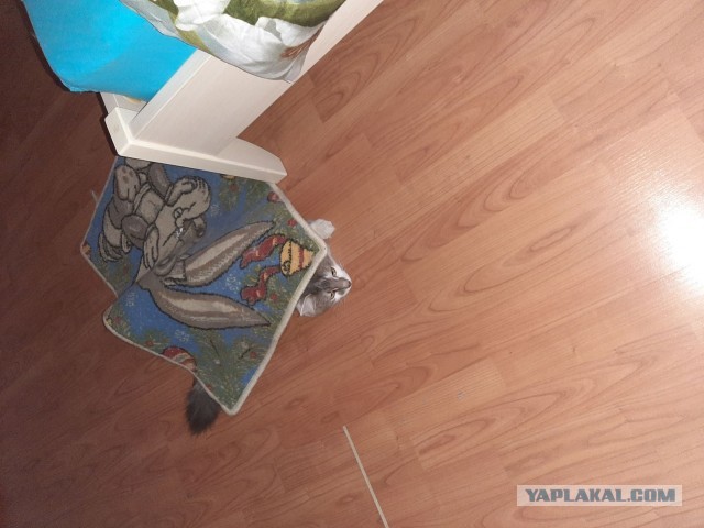 Последний котовторник 2020 года