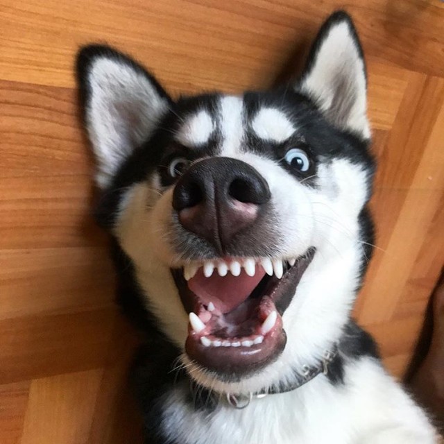 Школьницу, снявшую портрет Путина в классе, вызвали в полицию