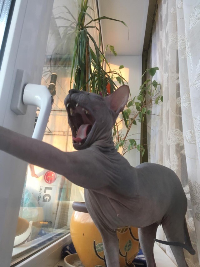 А чо это вы тут делаете, а?