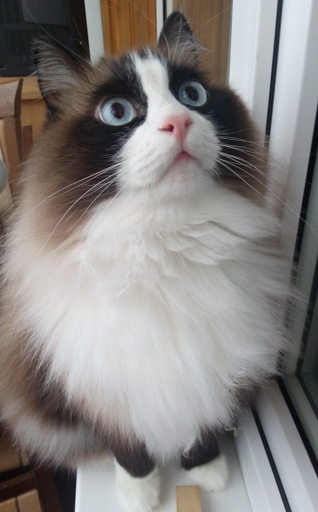 Котаны с забавным окрасом