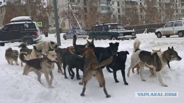 "Дети плакали, взрослые кричали": В Кировске на глазах у юных лыжников священник застрелил их любимицу - собаку Фросю