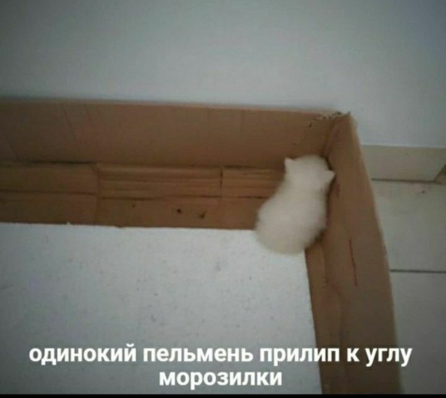 Теперь только этот корм