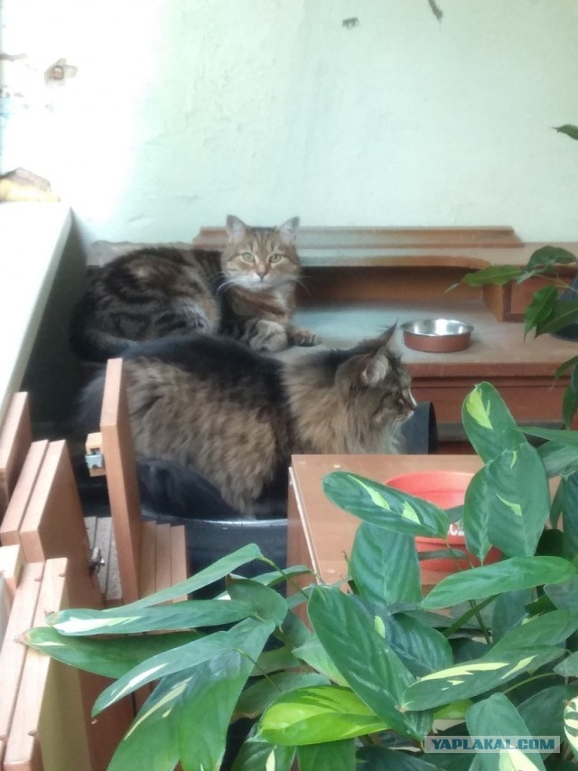 Даешь котовторник!