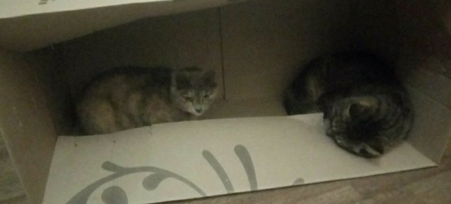 Мой самый первый КОТовторник!