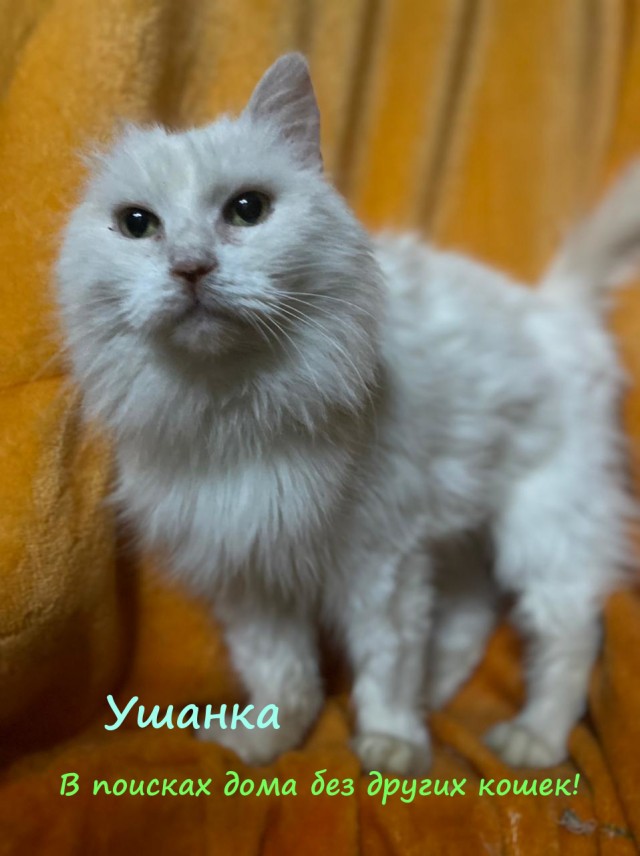 Жизнь домашнего приюта "Котоленд" 315