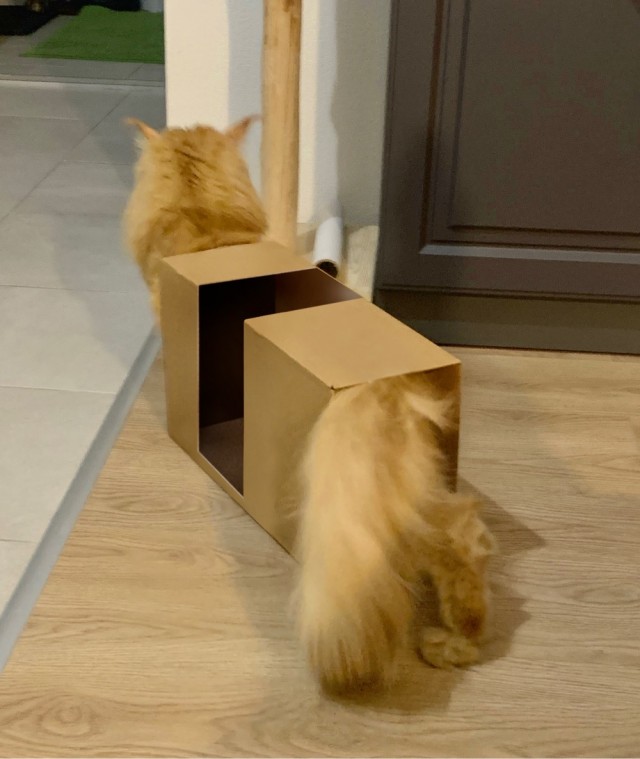 Котовторник. Февраль
