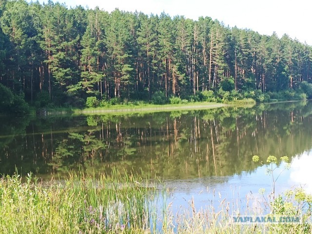 Для успокоения нервной системы
