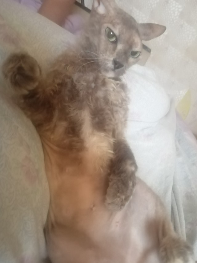 С праздником и котофторником!